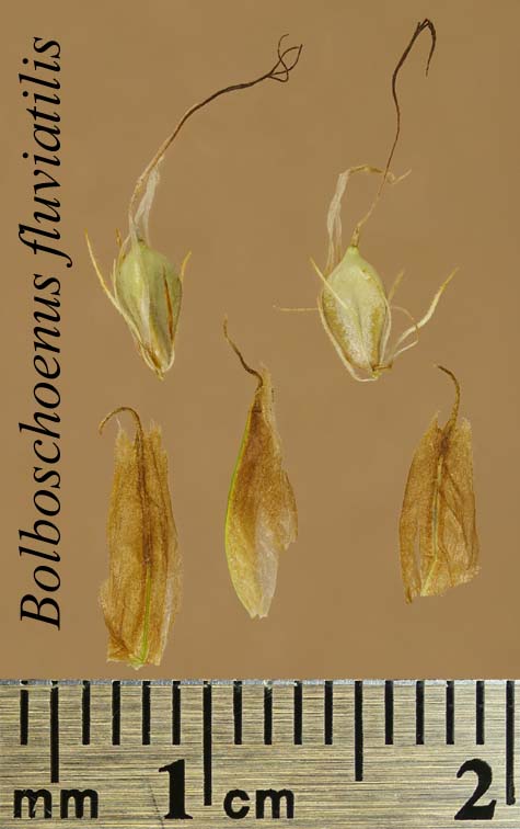 Achenes and scales of Bolboschoenus fluviatilis