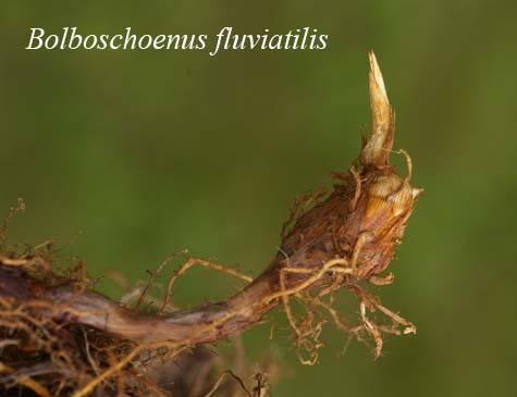 Bolboschoenus fluviatilis rhizome and corm