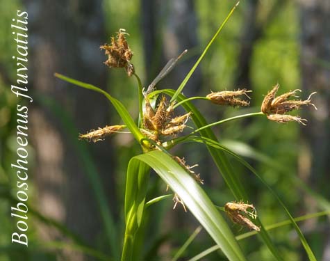 Bolboschoenus fluviatilis in habitat