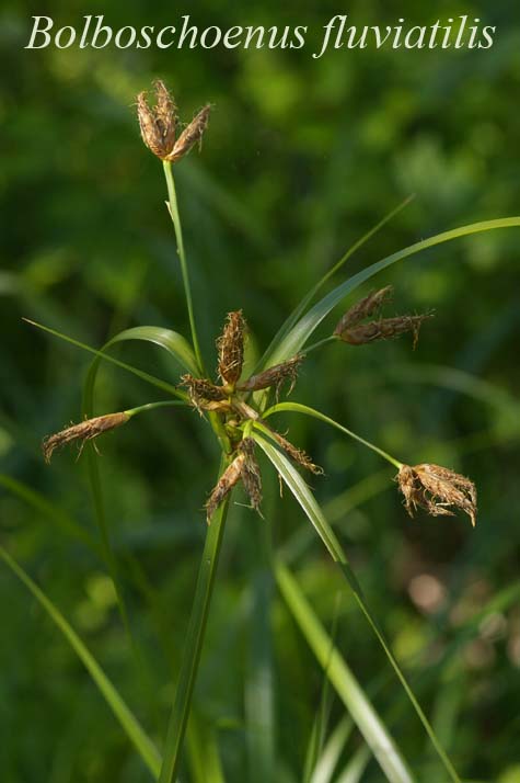 Bolboschoenus fluviatilis in habitat