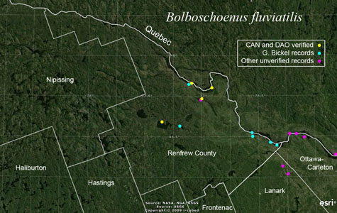 An occurrence map of Bolboschoenus fluviatilis in Renfrew County