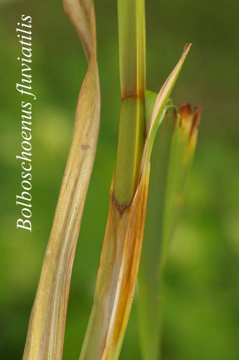 Bolboschoenus fluviatilis stem