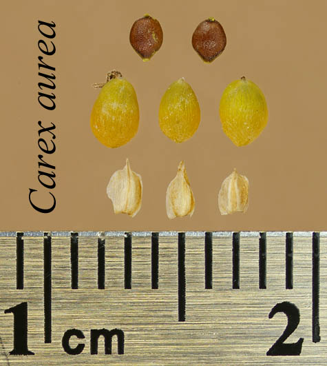 Achenes, perigynia and scales of Carex aurea