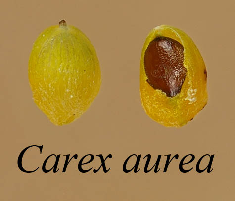 Cross-section of Carex aurea perigynia
