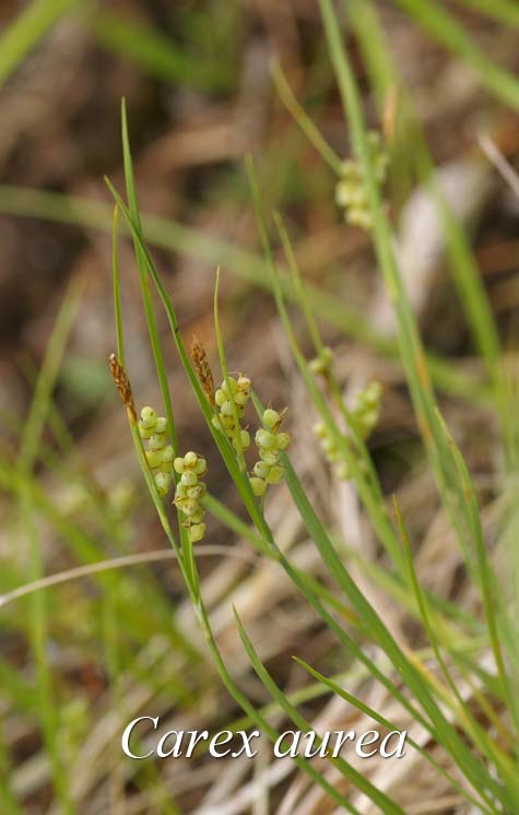 Habit of Carex aurea