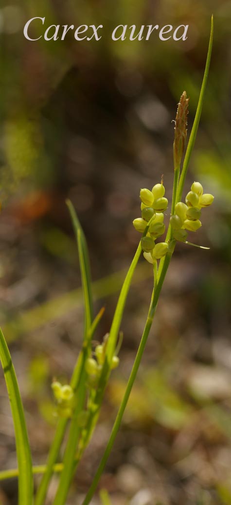 Inflorescence of Carex aurea in natural habitat