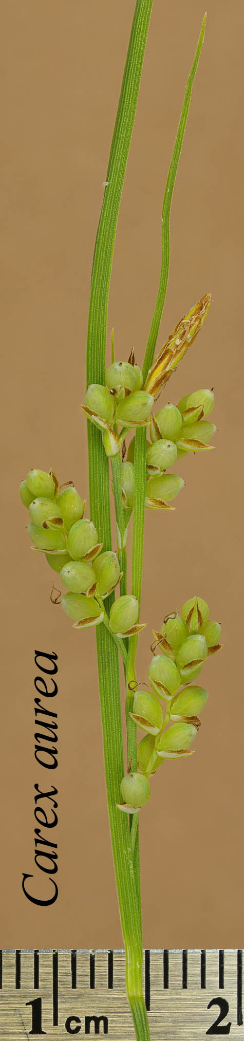 Inflorescence of Carex aurea