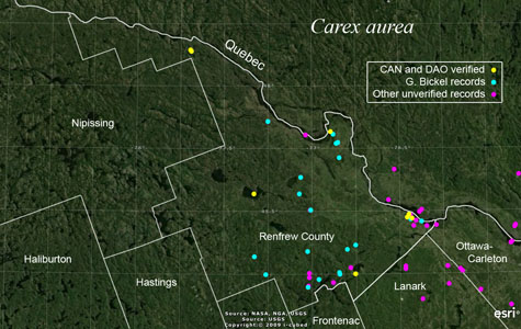 An occurrence map of Carex aurea in Renfrew County