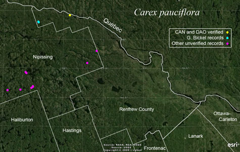 An occurrence map of Carex pauciflora in Renfrew County