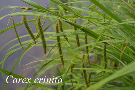 Inflorescences of Carex crinita