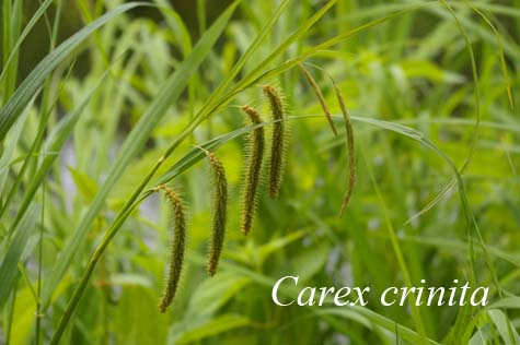 Inflorescences of Carex crinita