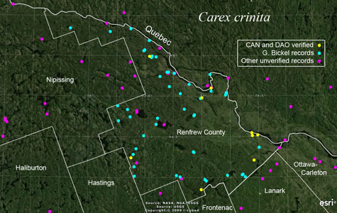 An occurrence map of Carex crinita in Renfrew County