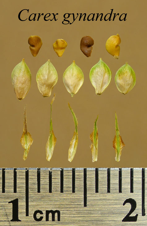 Achenes, perigynia and scales of Carex gynandra