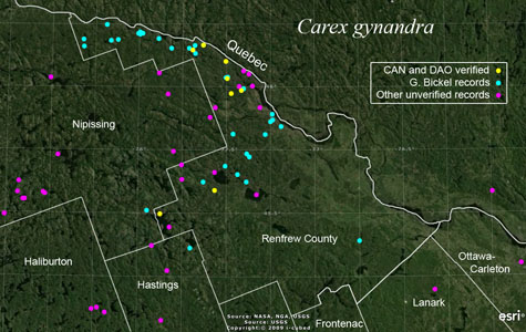 An occurrence map of Carex gynandra in Renfrew County