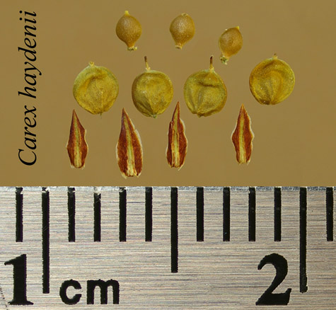 Achenes, perigynia and scales of Carex haydenii