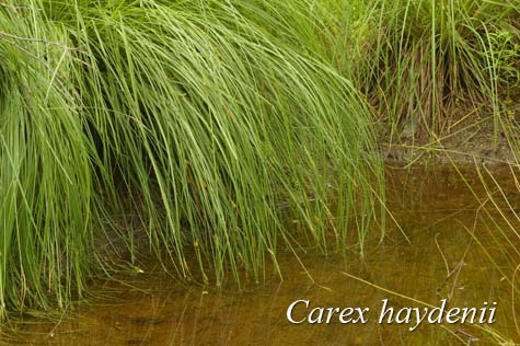 Habit of Carex haydenii