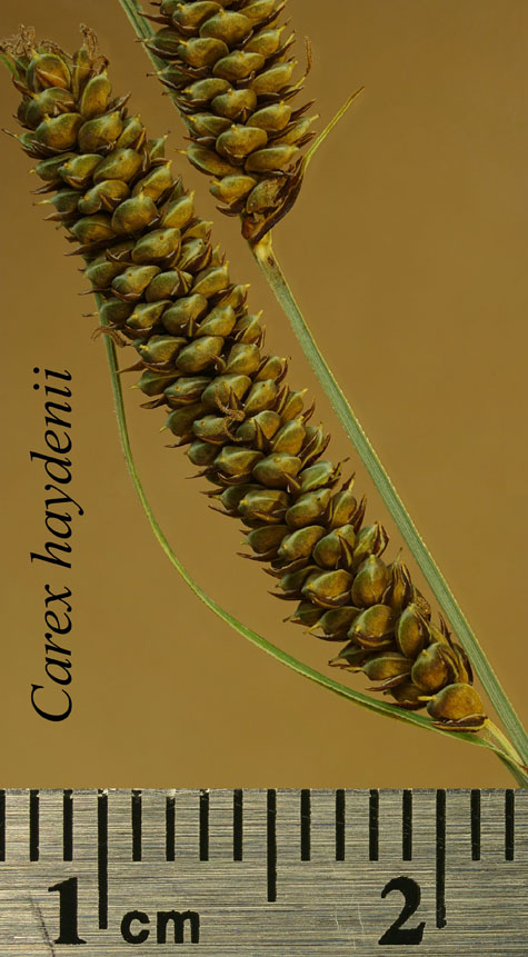 Inflorescences of Carex haydenii