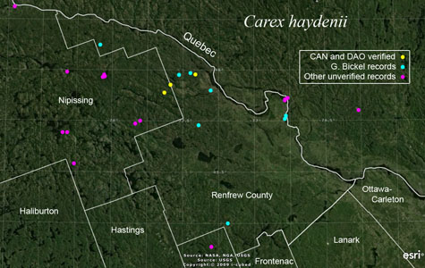 An occurrence map of Carex haydenii in Renfrew County