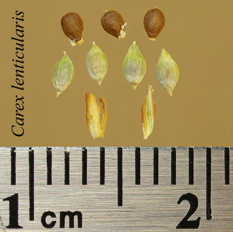 Achenes, perigynia and scales of Carex lenticularis