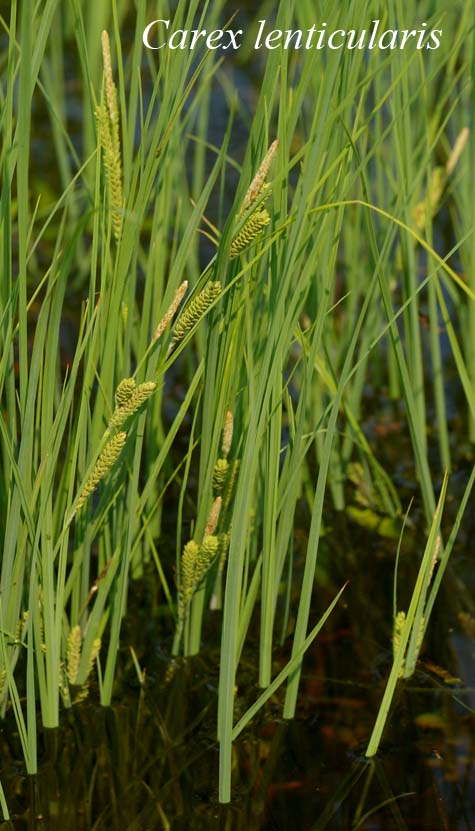 Inflorescences of Carex lenticularis