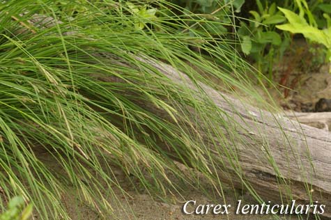 Habit of Carex lenticularis