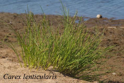 Habit of Carex lenticularis