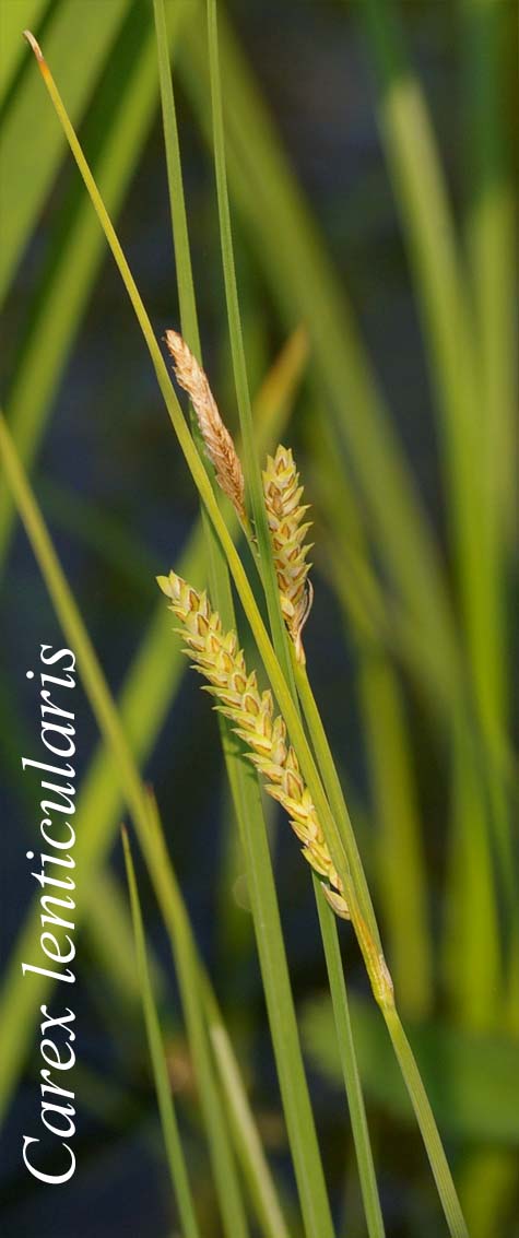 Inflorescence of Carex lenticularis
