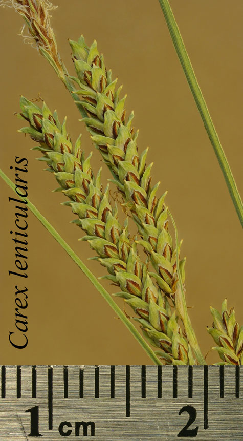 Inflorescences of Carex lenticularis