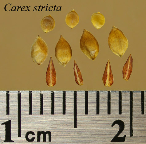 Achenes, perigynia and scales of Carex stricta
