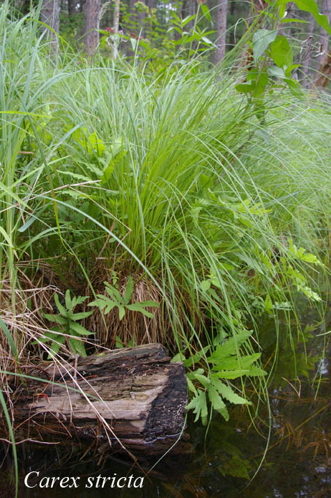 Habit of Carex stricta