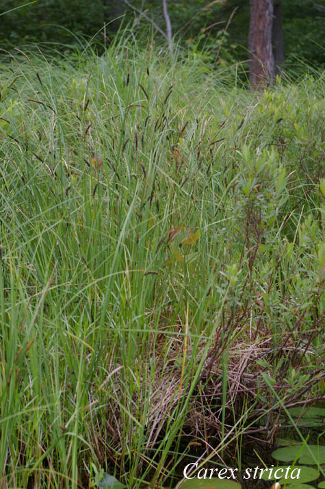 Habit of Carex stricta
