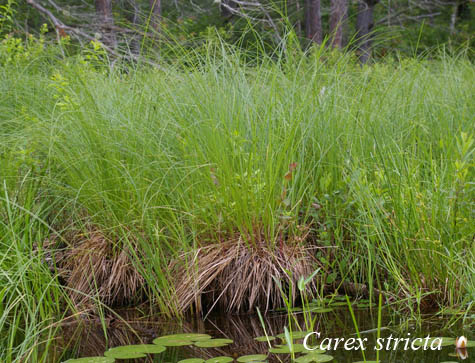 Habit of Carex stricta