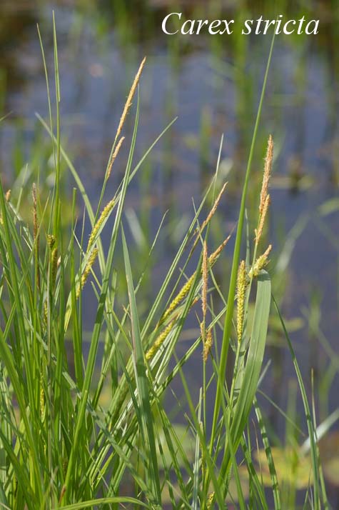 Habit of Carex stricta