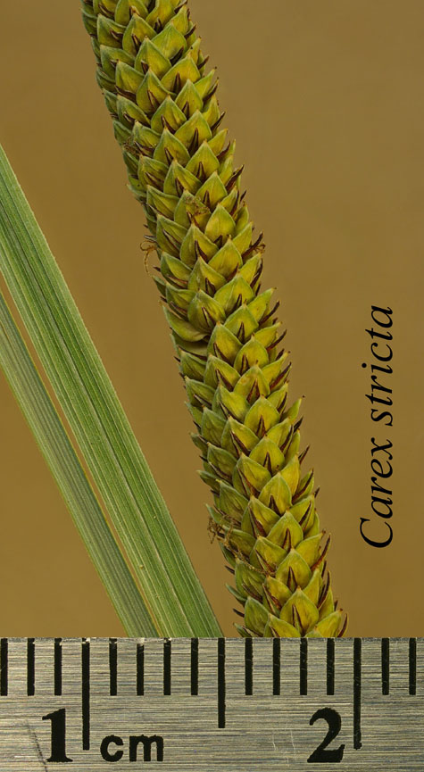 Inflorescences of Carex stricta