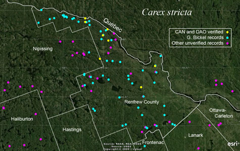 An occurrence map of Carex stricta in Renfrew County