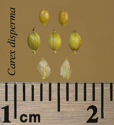 Achenes, perigynia and scales of Carex disperma