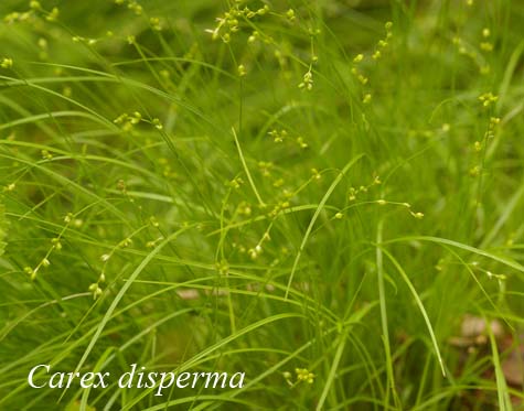Habit of Carex disperma