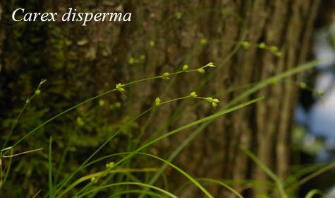 Inflorescences of Carex disperma