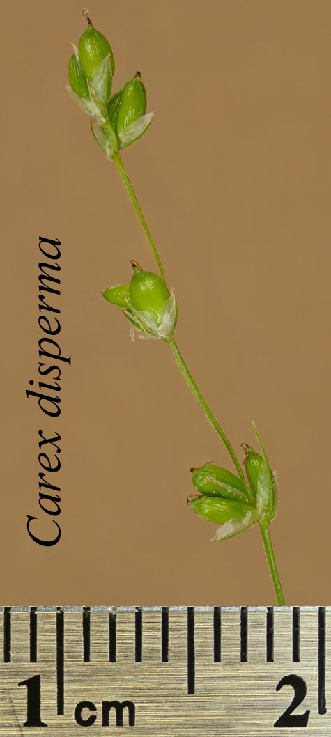 Inflorescence of Carex disperma