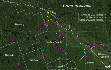 An occurrence map of Carex disperma in Renfrew County