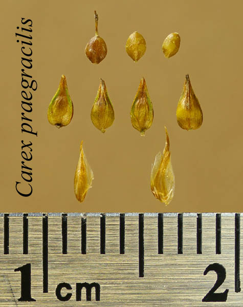 Achenes, perigynia and scales of Carex praegracilis