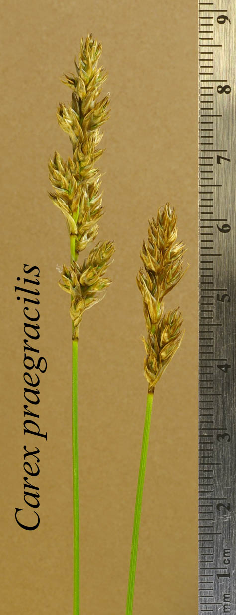 Inflorescences of Carex praegracilis