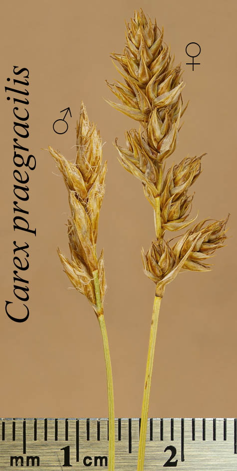 Inflorescences of Carex praegracilis