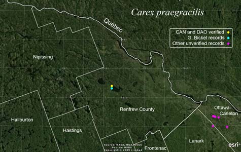 An occurrence map of Carex sartwellii in Renfrew County