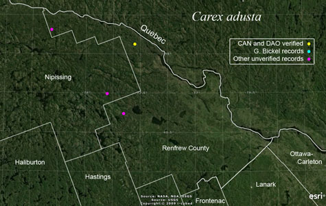 An occurrence map of Carex adusta in Renfrew County