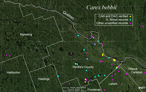 An occurrence map of Carex bebbii in Renfrew County