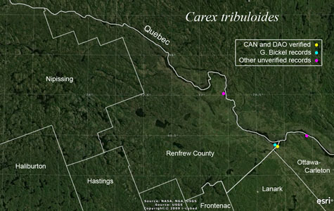 An occurrence map of Carex tribuloides in Renfrew County
