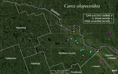 An occurrence map of Carex alopecoidea in Renfrew County