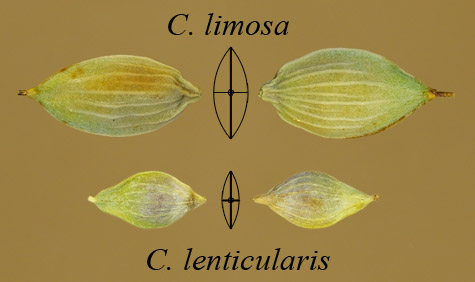 Example of lenticular perigynia with 2-fold cross sections