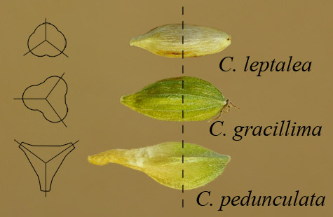 Example of triangular perigynia with 3-fold cross sections